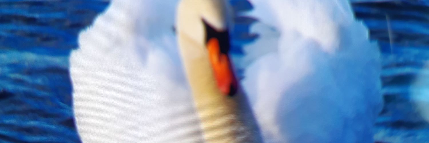 Ani en el pais de las maravillas banner