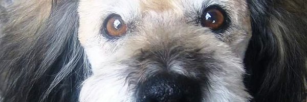 TattaDT Profile Banner