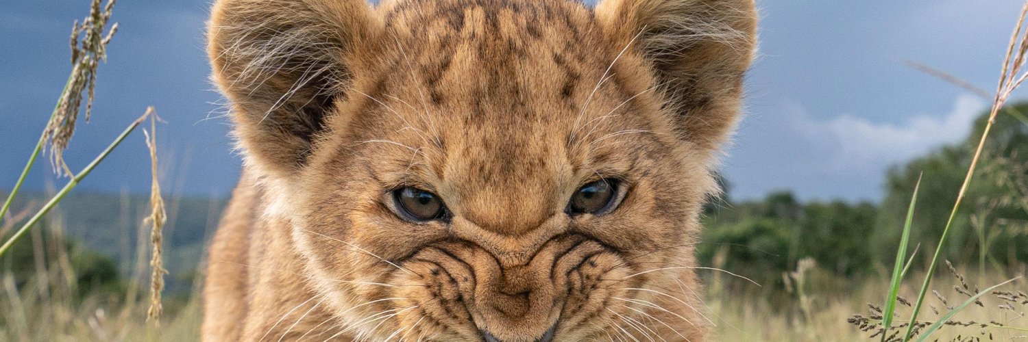 👑👑👑👑MsMediaBeth👑👑👑👑 tweetiebug🐞 banner