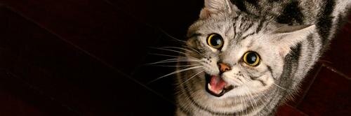 Antonio Montero banner