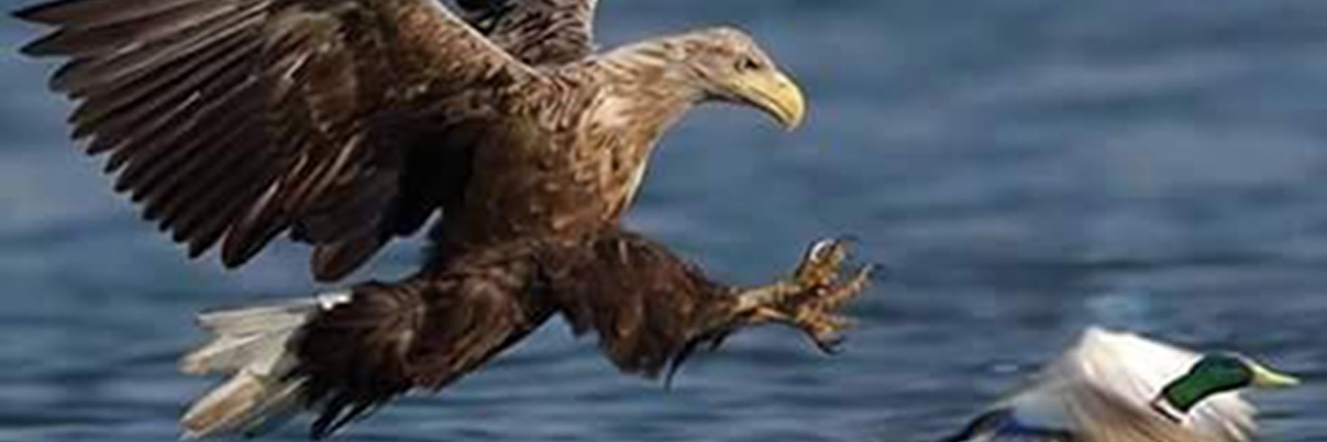 wP🖕Suarze 🇵🇱🇪🇺🇺🇦 #Sikorski2030 banner