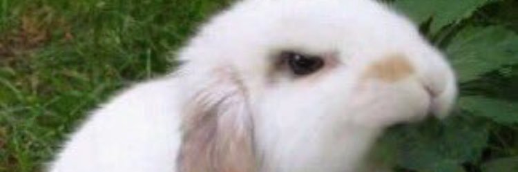 emschrandt's profile banner image