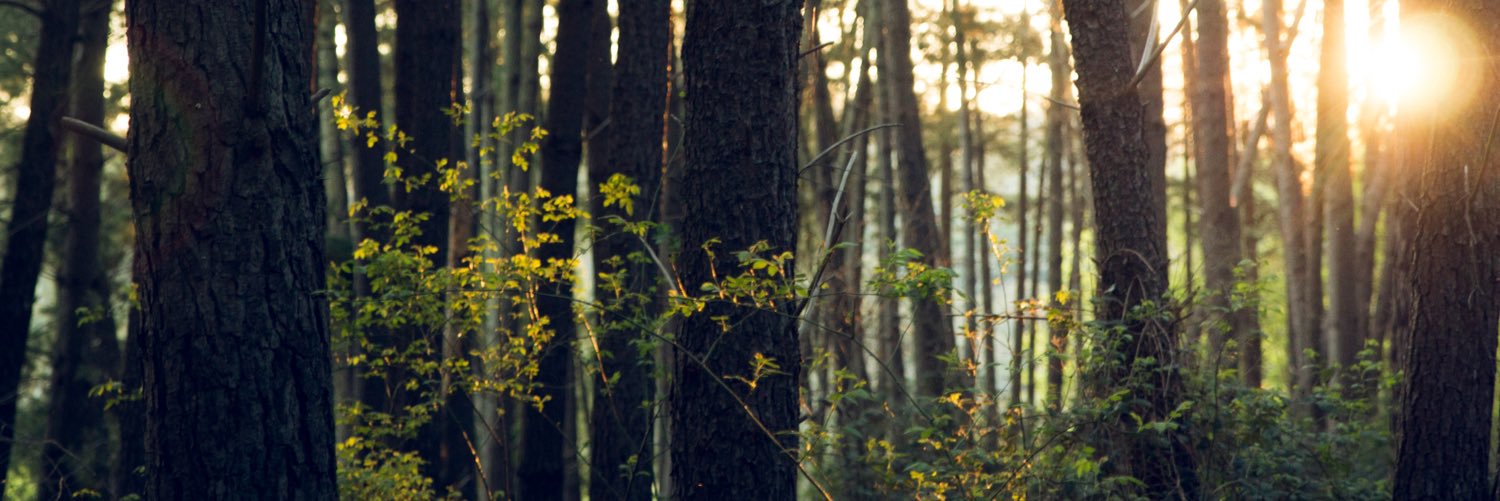 Natural Solutions banner