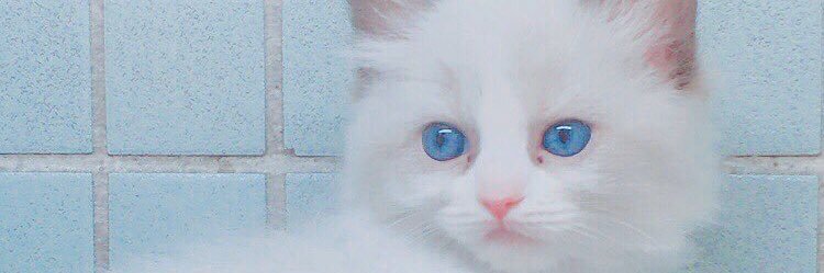 myuu_hamu's profile banner image