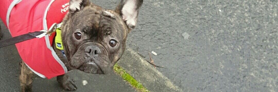 Chloeella_'s profile banner image