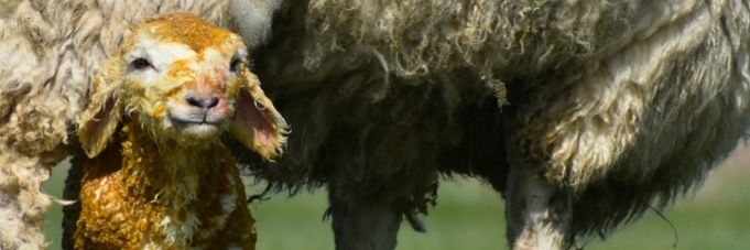 Em_the_SheepVet's profile banner image