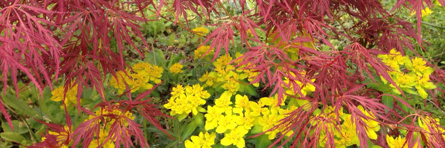 Åsa Ankarcrona banner