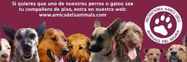 PROTE_LLEIDA's profile banner image