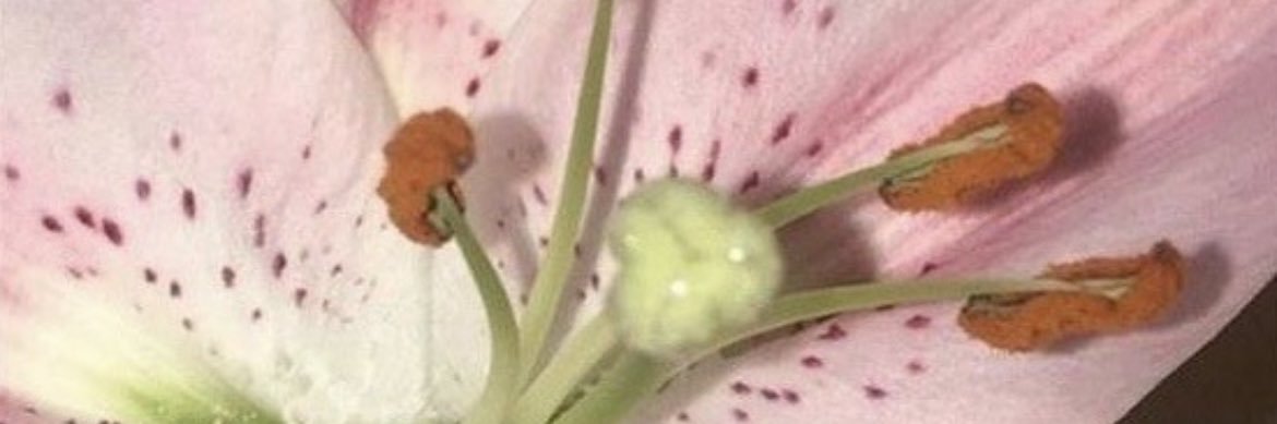 phoenomenal's profile banner image