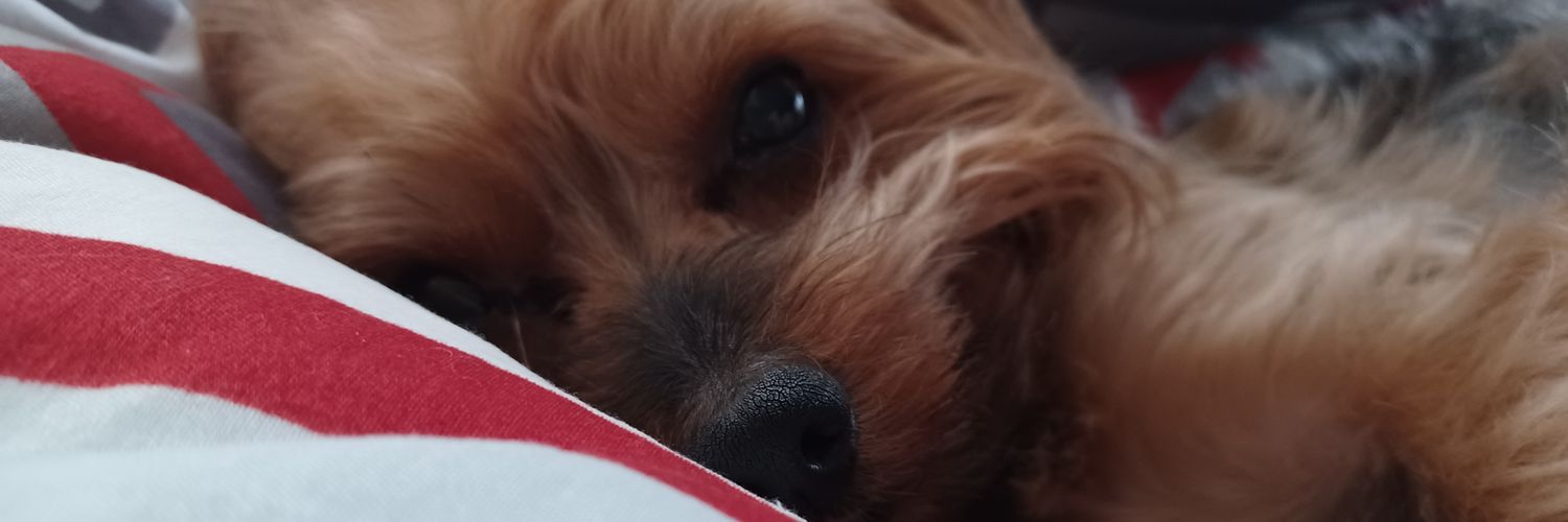 aleexiaid's profile banner image