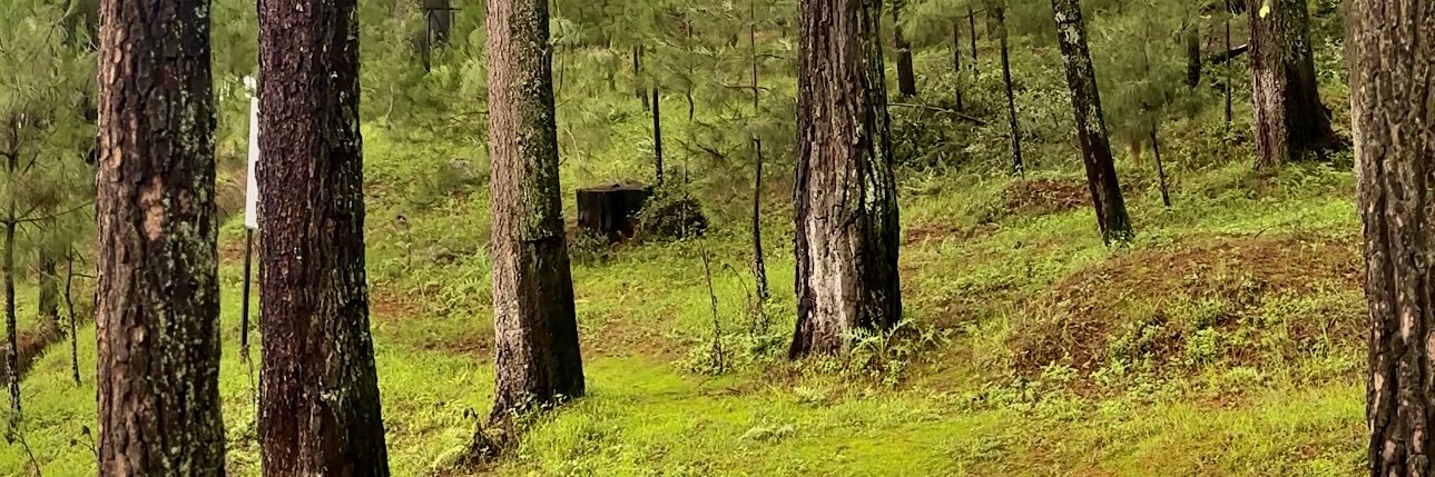 PandaManDapio83's profile banner image