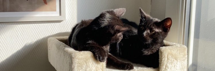 MeemsML's profile banner image