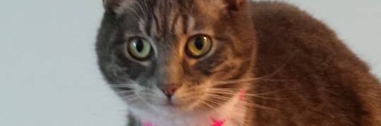 wendyamck's profile banner image
