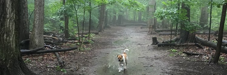 LadyFitzee's profile banner image