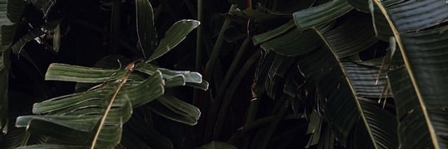 jade_asante_'s profile banner image