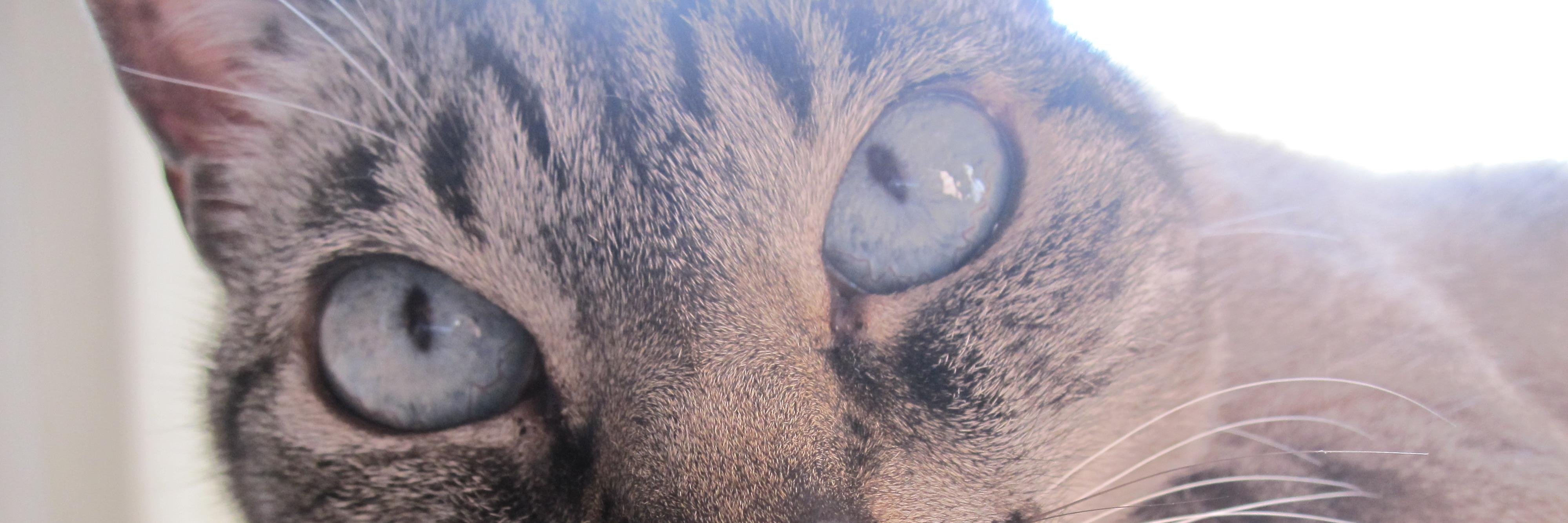 iriuus's profile banner image