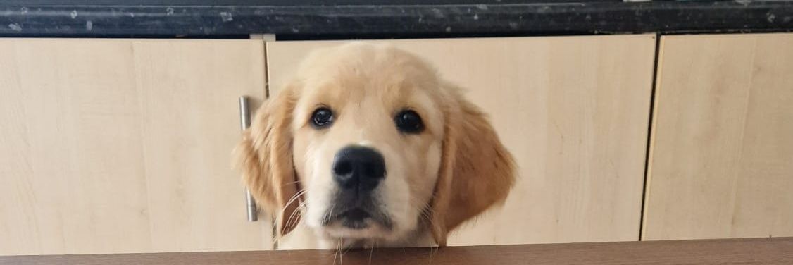 Bossmanbenson's profile banner image