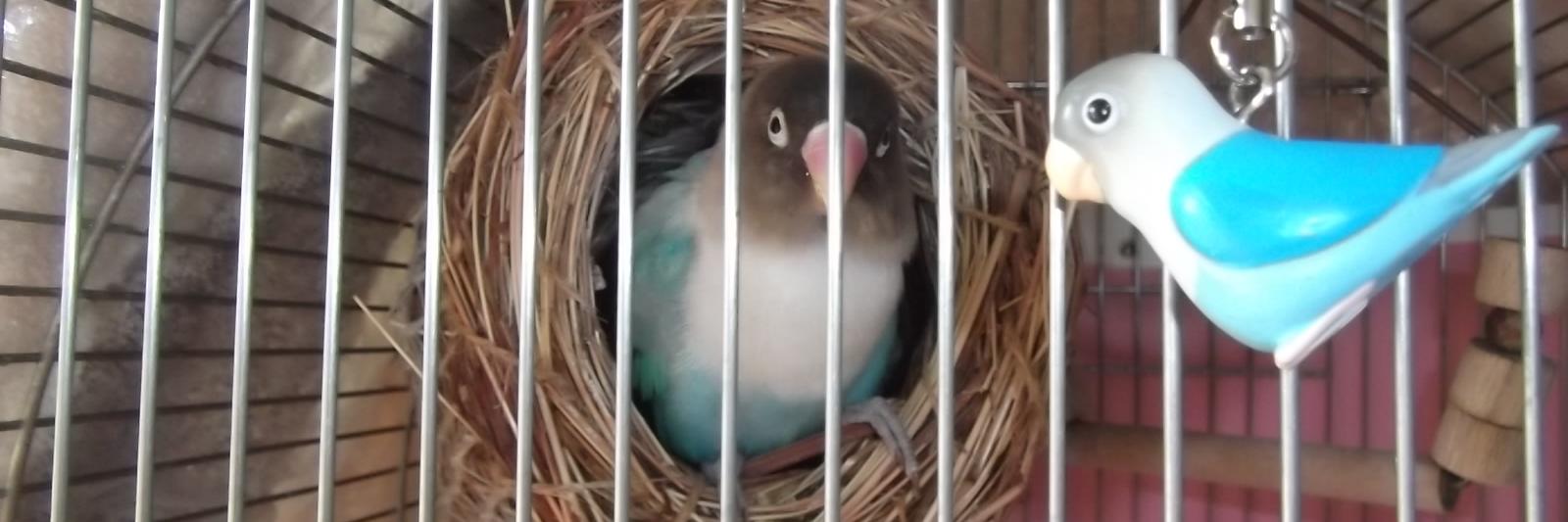 はるはれ@迷子のボタンインコを捜しています banner