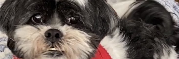 Dasher3000 banner