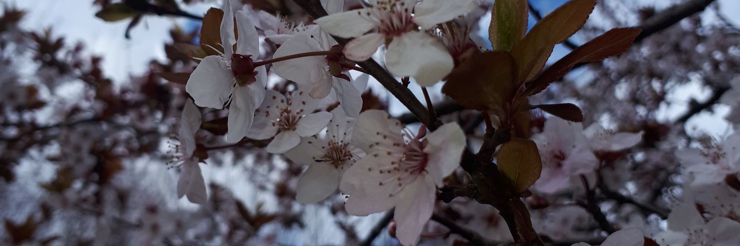 gulommm72's profile banner image