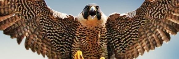 ozverendogan's profile banner image