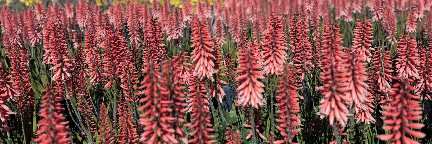 Flora Grubb Gardens banner