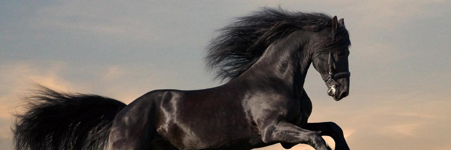 BlackhexCZ's profile banner image