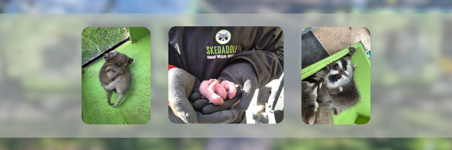 Skedaddle Humane Wildlife Control banner