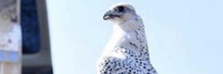 AL3teybe's profile banner image