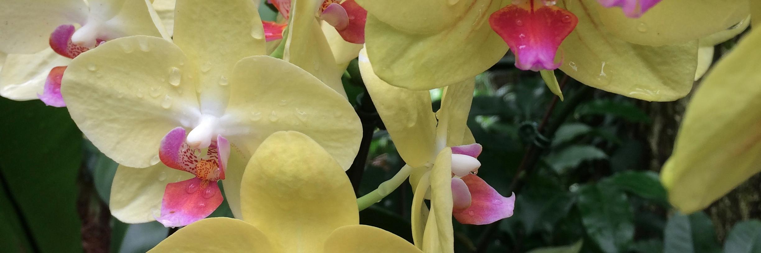 MissMonnone's profile banner image