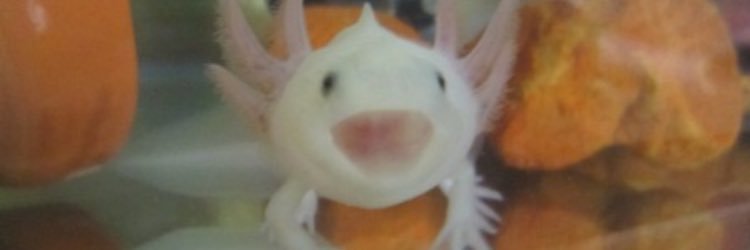 jo_malone_'s profile banner image