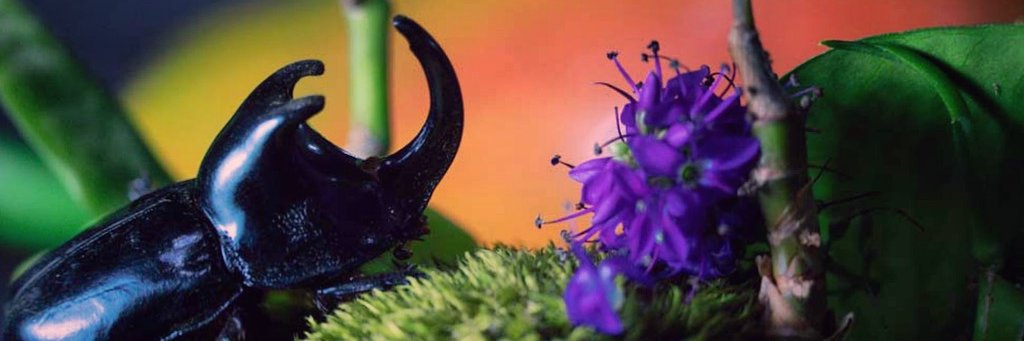 stiwii's profile banner image
