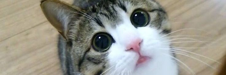 🍒🐾ネコちん🐾🍒 banner