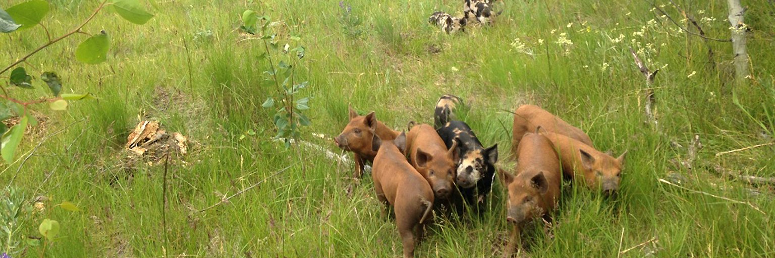 Blue Sky Ranch banner