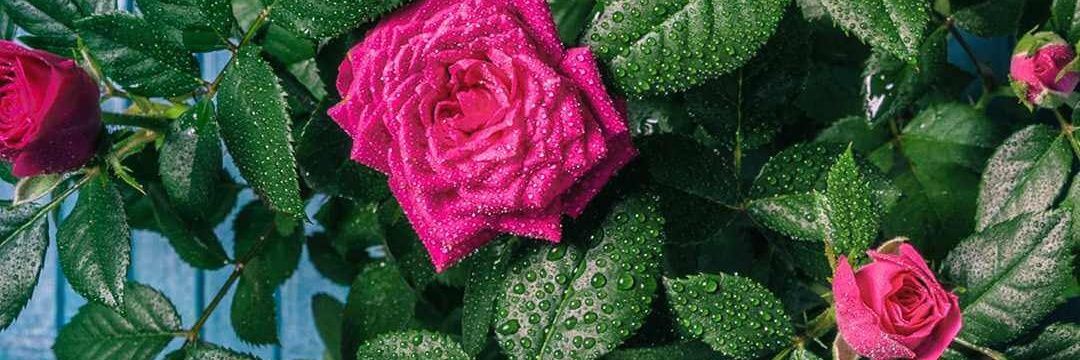 _micaelarocio's profile banner image