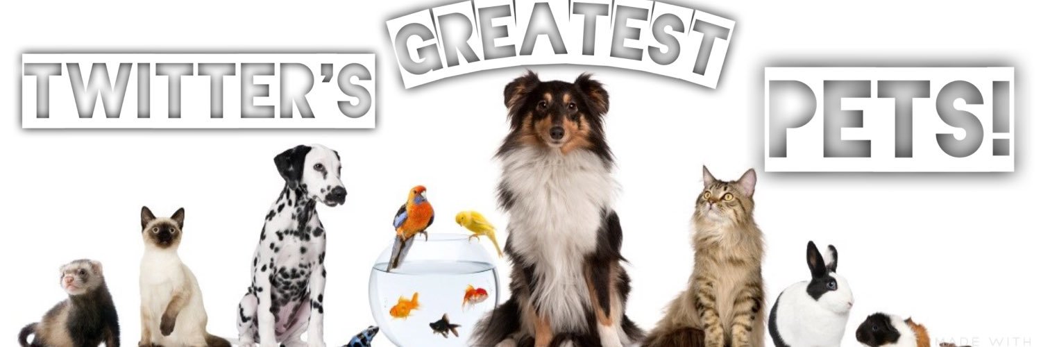 AnimalLoversHub's profile banner image