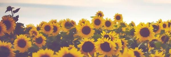 Sydney Scotia banner
