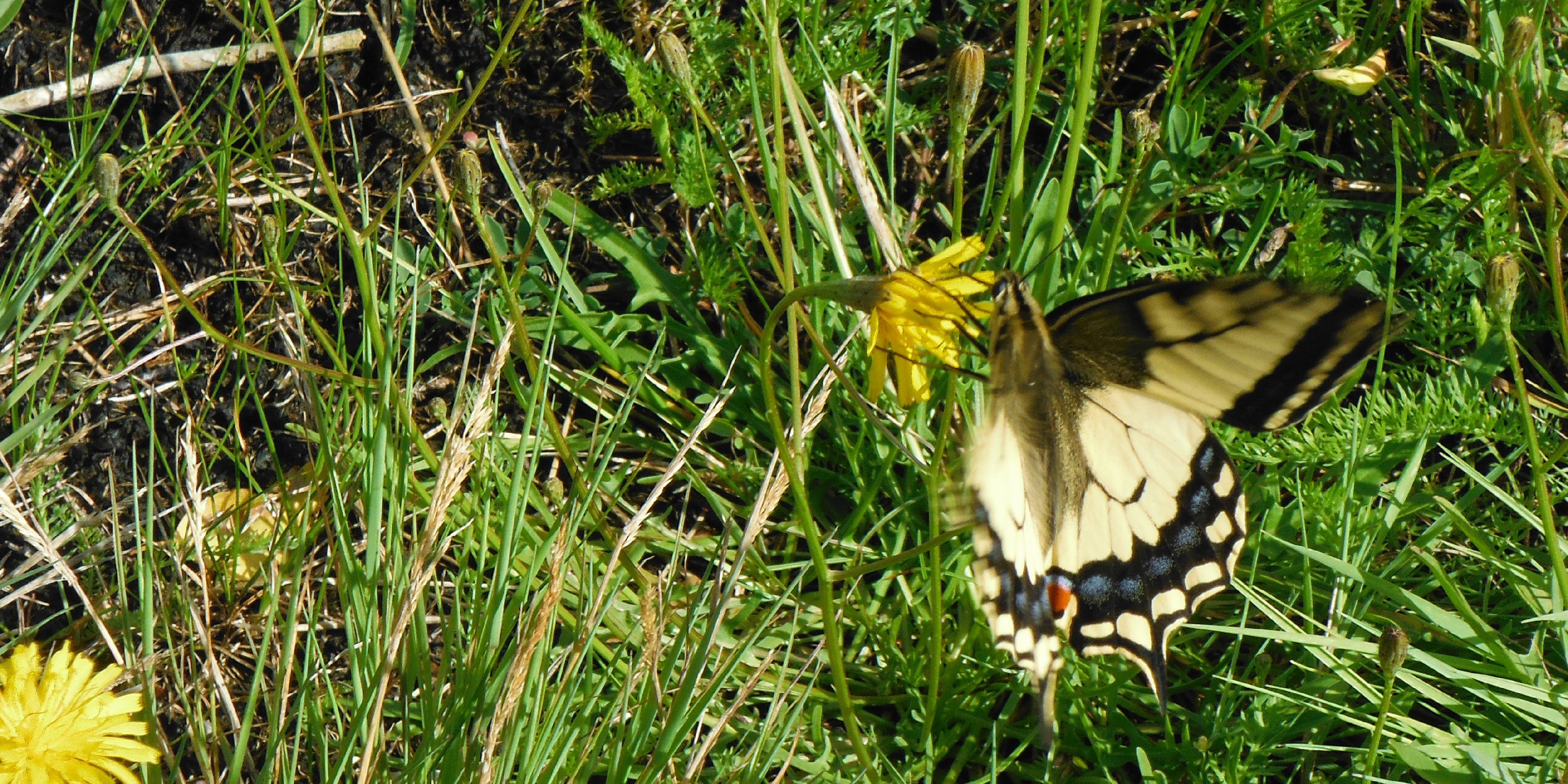 Susan Falch-Lovesey banner