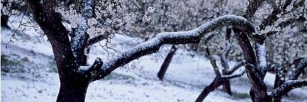 miqserra Profile Banner