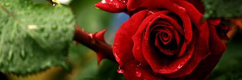 Lorenaroig0's profile banner image