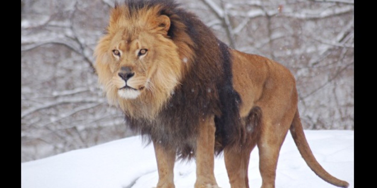 Johnny Powless banner