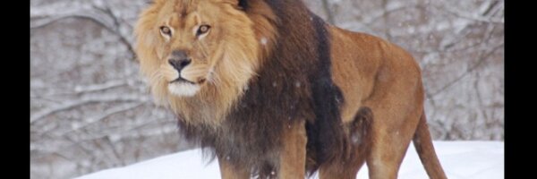 JPowless93 Profile Banner