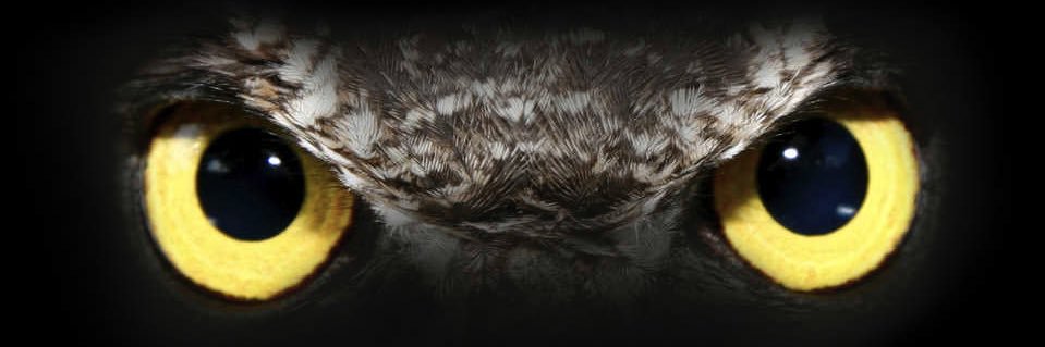Roger_R_J's profile banner image