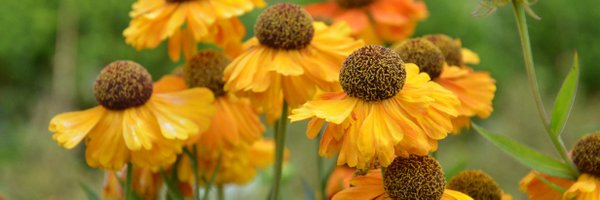 Dennis7Dees Profile Banner