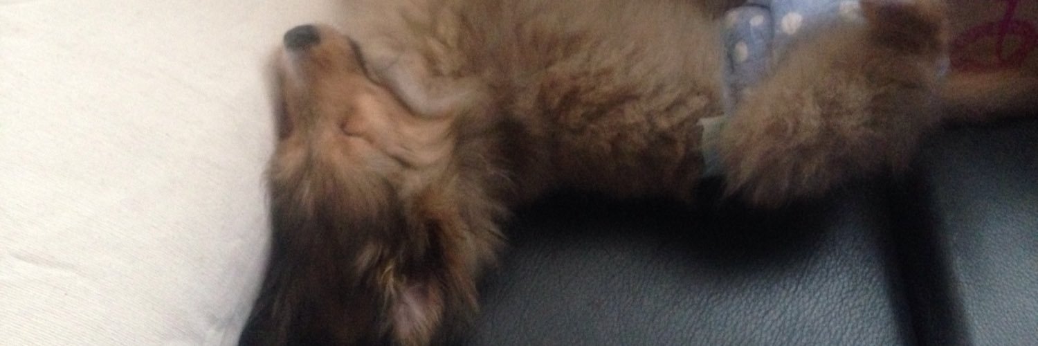 Sheltie_1128's profile banner image