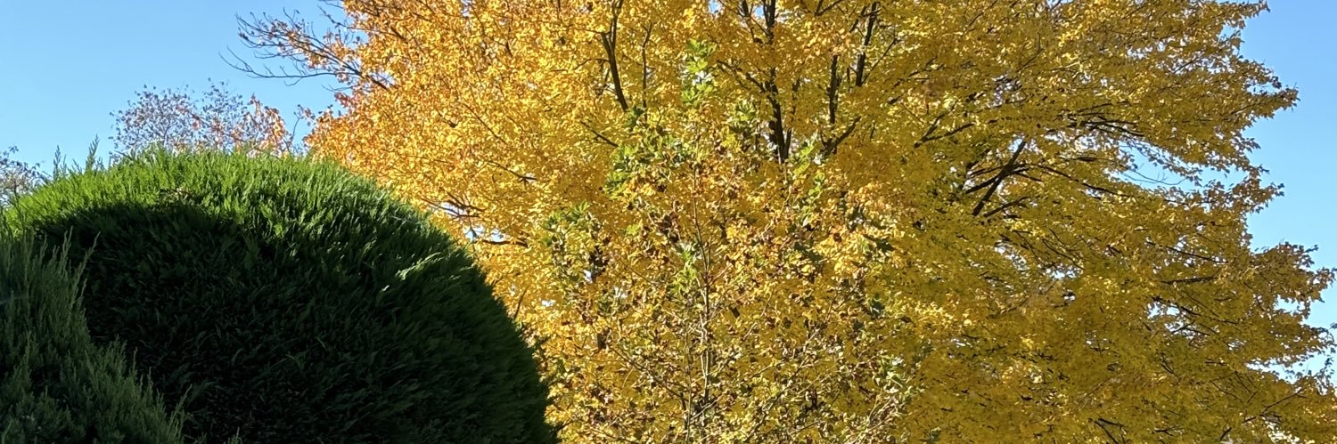 Brandon Williams banner