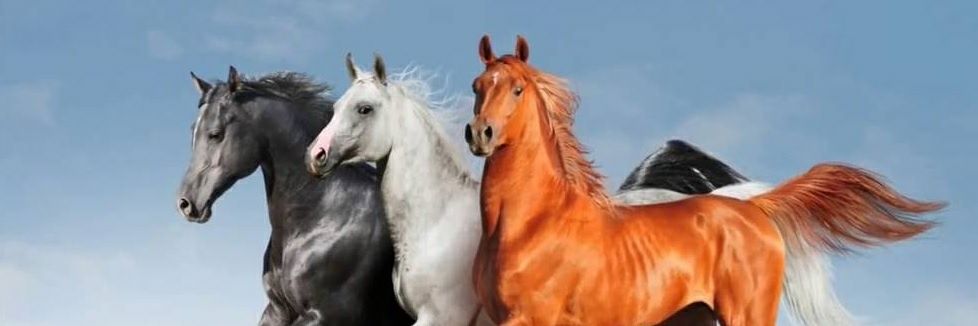 شموخ حربيه banner