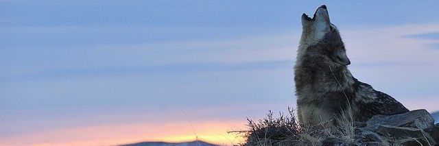 wolfymama's profile banner image
