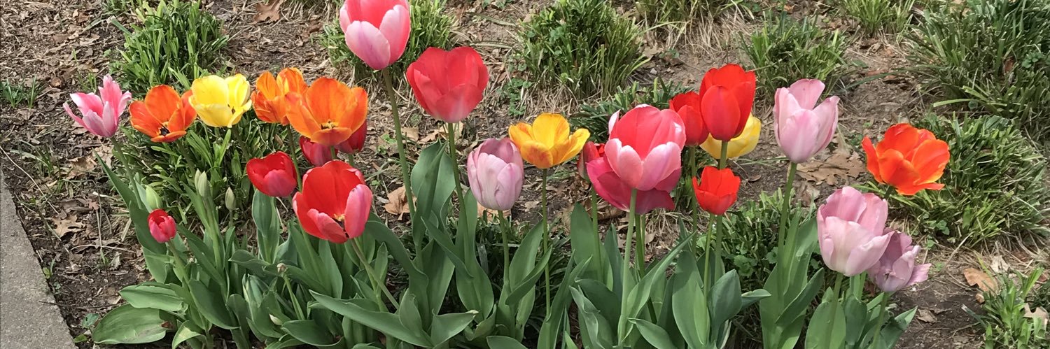 Maria Fernanda Trigo banner