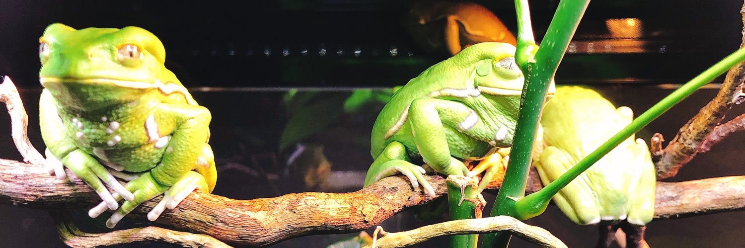 ばじる🐸人生半分以上忘れ物 banner